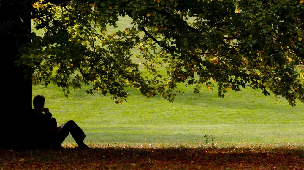 Friendship is a Sheltering&nbsp;Tree